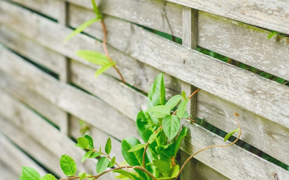 Grey horizontal slatted fence boards with climbing plant